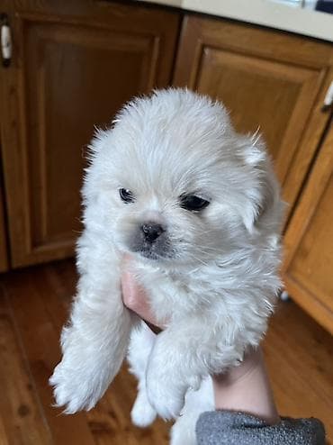 Грызуны: Пекинес, 1 месяц, Самка — 10