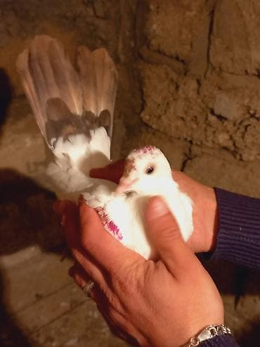 drakon goyərcin: Salam qirmiz quyurugdu maya olmadi oz quwlarim balasdi — 3