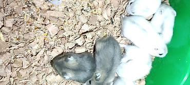 norka heyvan: Yeni 2mərtəbəli qəfəs 2xomyak ağ və boz🐭 qəfəsin içində Fırlanan çarxı — 6