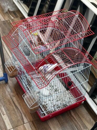 Alfa Romeo: Qus qəfəs Qarisiq Satilir 2 quşdur ekəkdişi — 3