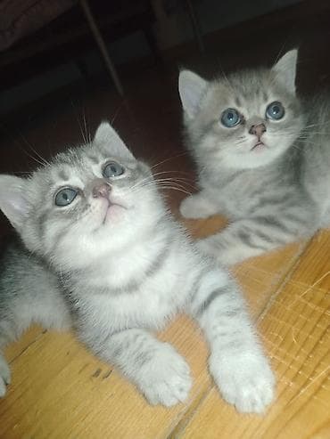 pişik tualet: Tabbi — 1