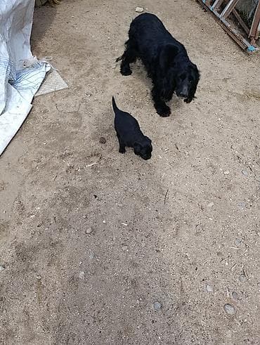 ən iri it cinsi: Koker spaniyel, 1 ay — 5