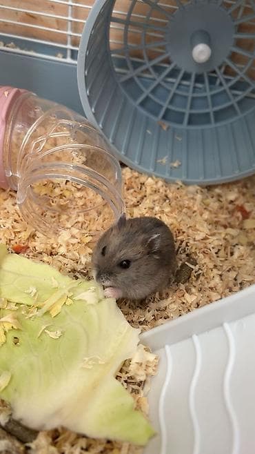 heyvan evleri: Hamster üçün tam dəst qəfəs - Material: möhkəm metal barmaqlıqlar — 5