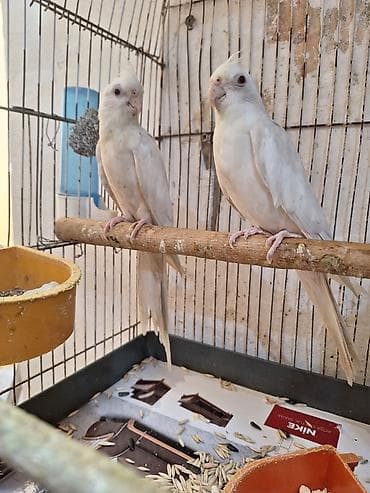 halep kecisi satilir: Ağ yanaqsiz karella 9 ayliqdir təzə cüttə atmişam təmiz — 2