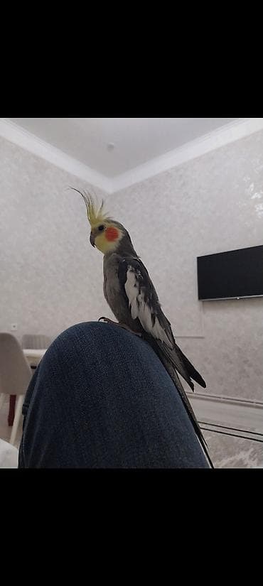 Птицы: Nymph paraket (kakadua) – əl öyrəşmiş, insanla ünsiyyətcil ev quşu — 1