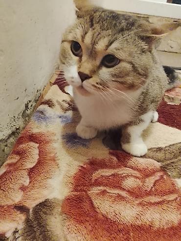 oglan pisik adları: Tabbi, Erkək, Yaxşı əllərə, Ünvandan götürmə — 3