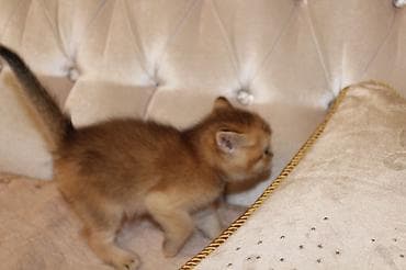 britan pişikləri: Britan — 5