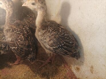 it adlari disi: Məhsul: gənc 2 heftelik hündüşqadır cinsi amerikan bronz 1 ilik olanda — 1