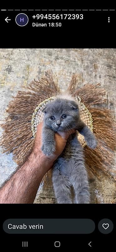 british pişik: Britan, Dişi — 3