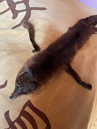 g shock casio: Təbii xəz aksesuar – tülkü dərisindən hazırlanmış çiyin/fur stola - — 1