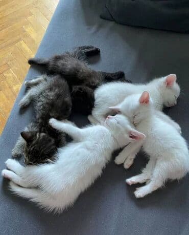 шотландский котенок: Erkək — 3