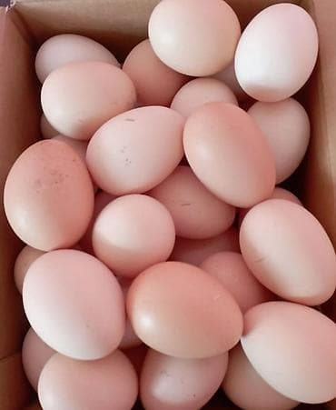 Xarkov toyugunun mayali yumurtalari satilir.son qiymet 0.80qepik.unvan