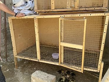 divan satisi: Qefesler satilir 30 Azn var 50 Azn var cürbecür — 2