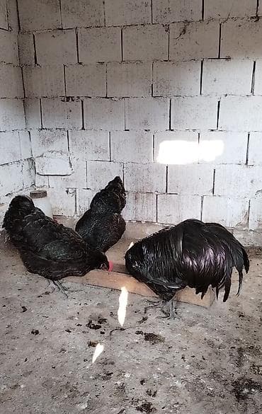 pegah kere yagi: Məhsul: Yumurta satışı Avstralorp yumurtası satılır 2 azn. Sağlam — 3