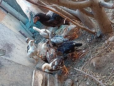 ari ailesi satisi: Toyuq, Damazlıq, Ünvandan götürmə — 4