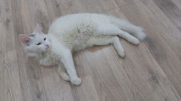 Gəmiricilər: Türk anqora, Yaxşı əllərə — 6