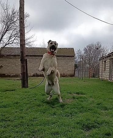 lal ordek satilir: Dişi, Peyvəndli — 4