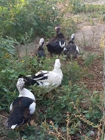 Kənd təsərrüfatı quşları: Dişi, | Lal ördək, Ətlik, Ünvandan götürmə, Ödənişli çatdırılma — 3