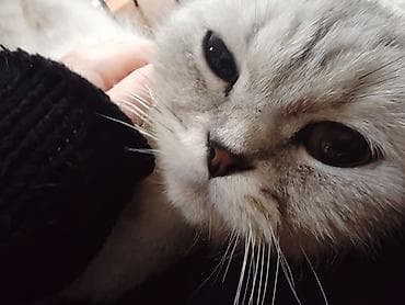 Птицы: Британская, Самка, В добрые руки, Бесплатная доставка — 1