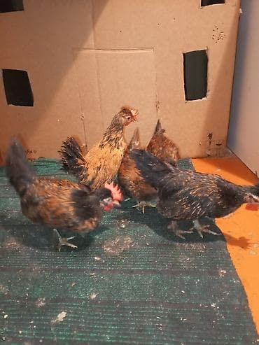 Цыплята: Куриные цыплята, Для разведения — 3