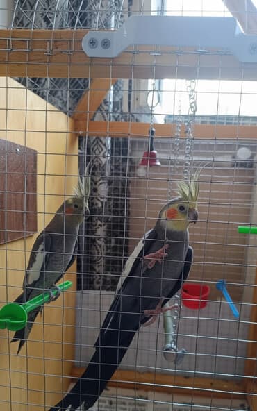 клетки для попугаев купить: Korella popuqay sağlam cütlük 5 aylıq balalar qəfəs qarışıq satılır — 1