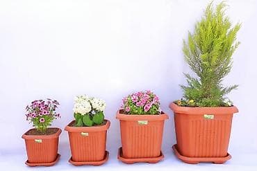 taxta dibcekler: Fərqli dizayn fərqli qiymət gül qabları — 9