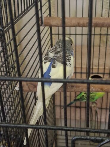 jako tutuquşusunun digər adı: Qusun gozelliyi goz qabagindadir. Ustunde dord rengi var benovseyi — 4