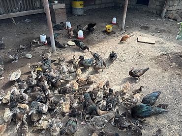 akvarium baliqlari satisi: Qarışıq sort zümrüdü krasnadar lal ördəklər 100 dənədi ayrı - ayrı — 2