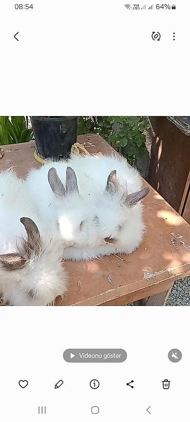 Atlar: Dekorativ dovşan balaları - Növ: dekorativ dovşan. bala. satılır — 6