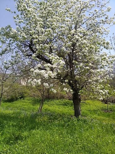 ismayıllı torpaq: 20 sot, Tikinti, Mülkiyyətçi — 1