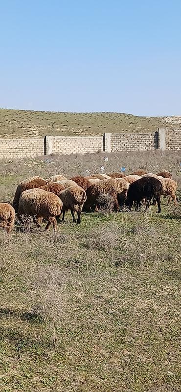 Gəmiricilər: Mal-qara: Qoyun sürüsü Təsvir: - Şəkillərdə müxtəlif rəngli (qonur — 3