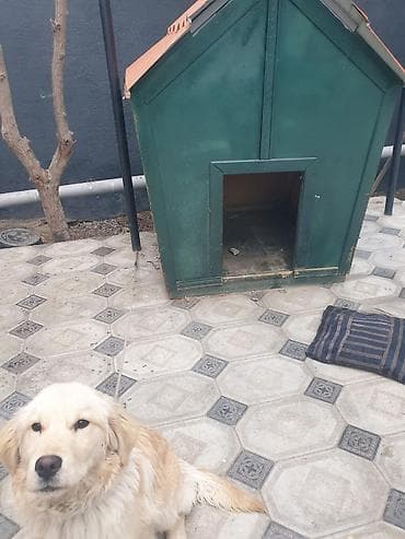 it ucun paltar: Retriever, 6 ay, Erkek — 3