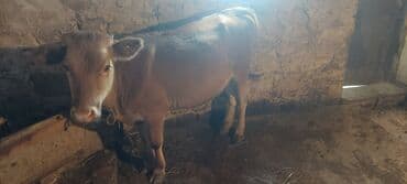 pişik balası satılır: Qiymətdə razılaşma olacağ 0707984043 — 2