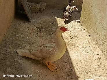 qus: 1 erkək 2 disi lal ördək satılır cavan heyvanlardır dişilər — 3
