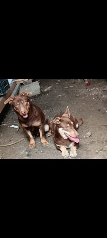 ucuz ev iti: Dişi, Cütləşmə üçün, Ödənişli çatdırılma — 1