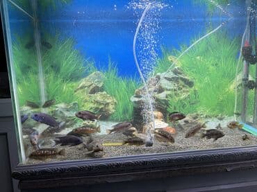 romanov koyun fiyatları: Cixlid balığı, Yırtıcı, Ünvandan götürmə, Ödənişli çatdırılma — 3