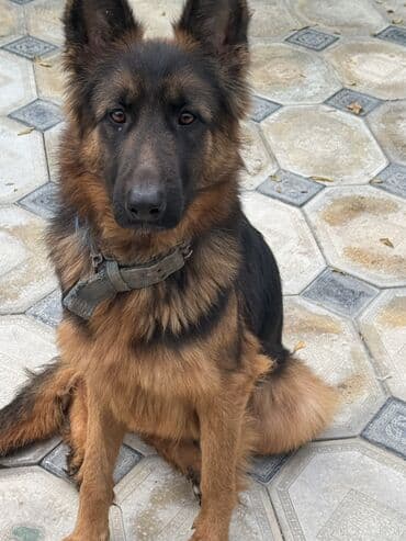 Alman çoban iti, 1 il, Dişi lalafo.az -da Alman çoban iti, 1 il, Dişi