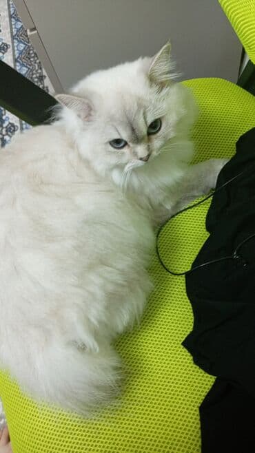 Lincoln: ÖZ PARODASI İLƏ CÜTLƏŞDİRİLİR TƏMİZ ŞİNŞİLA OLSUN QARIŞIQ OLMASIN — 2