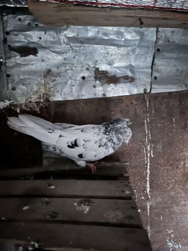 ucuz göyərçinlər: Məhsul: Ev göyərçini (ağ rəngli, qara ləkəli) Təsvir: - Rəng: Ağ fon — 1