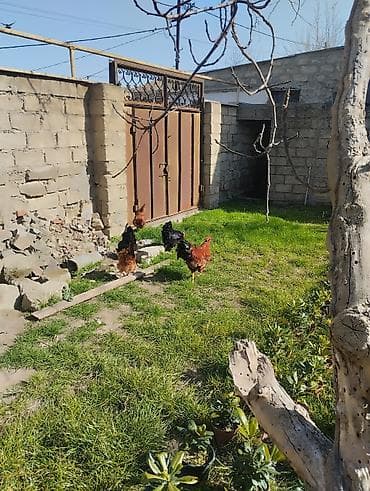 Atlar: Təsvir: - Qırmızı-qara rəngli, iri daraqlı və quyruğu parlaq tüklü — 8