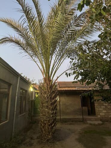 sifer satiram: Xurma palmasi satilir, hundurdu — 2