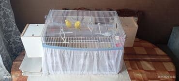 Yuvalar: Quş qəfəsi dəsti - Ölçü: 60 × 40 × 40 sm (şəkildə qeyd olunub) - — 5