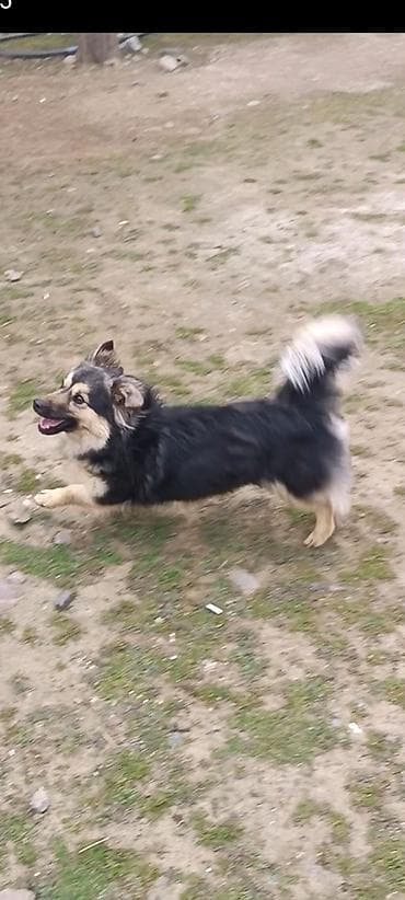 ev iti cinsleri: Dişi — 2