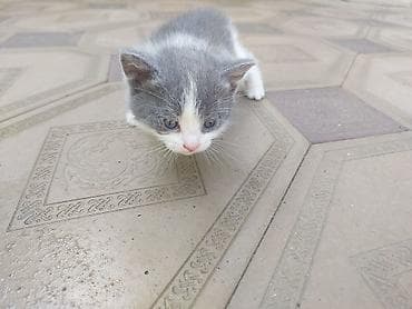 pişik siam: Yaxşı əllərə — 2