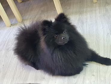 it adlari xarici: Şpitz, 7 ay, Erkek, Peyvəndli, Ünvandan götürmə — 6