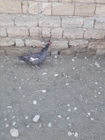 Digər kənd təsərrüfatı heyvanları: Lavanda Macar satilir 1i 50 manat — 2