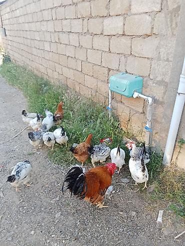 tap az qusar heyvanlar: 15 fere 1 xoruz satılır Xoruz 25 AZN Fere umumi goturende 10 Azn — 3