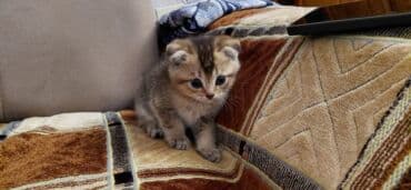 pişik cutləşdirmək: Şinşilla, Erkək, Dişi, Yaxşı əllərə, Pulsuz çatdırılma — 7