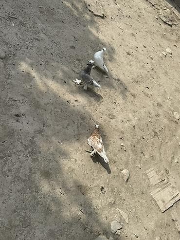 pulsuz heyvanlar verilir: 3 dene bala satilir dekorativ quslardan cixib
Ciddi alicilar yazsin — 2