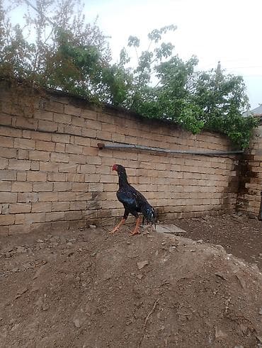 kənd təsərrüfatı heyvanları: Aseel tipli xoruz - Cins: Aseel (uzun boylu, əzələli quruluş, qalın — 5